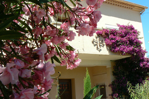 lauriers-roses-et-bougainvillees